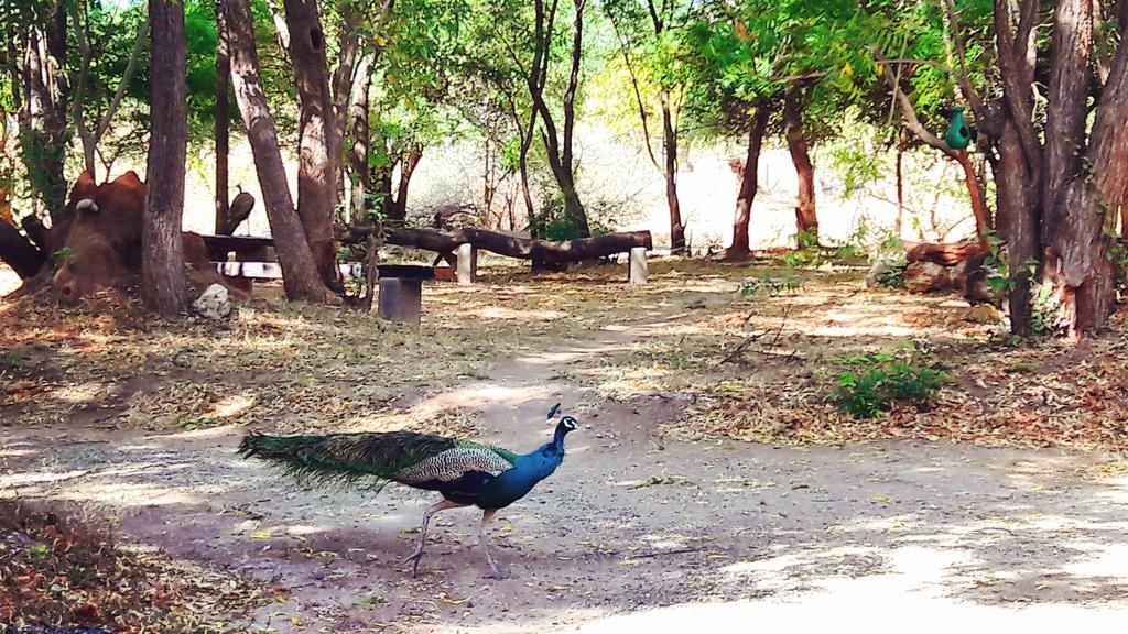 Pelican View Cottages Kataragama Buitenkant foto